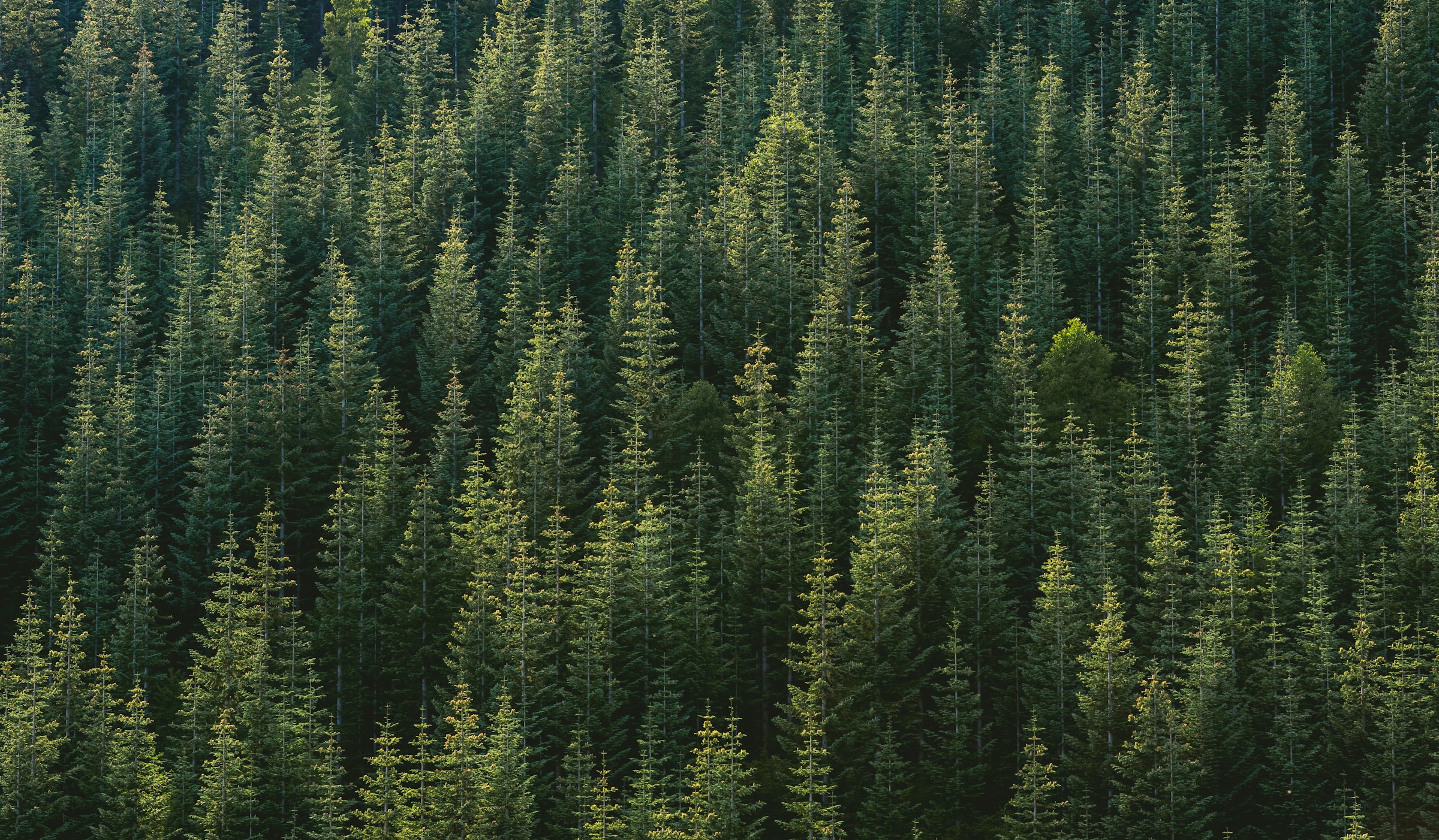 Forêt vue du ciel