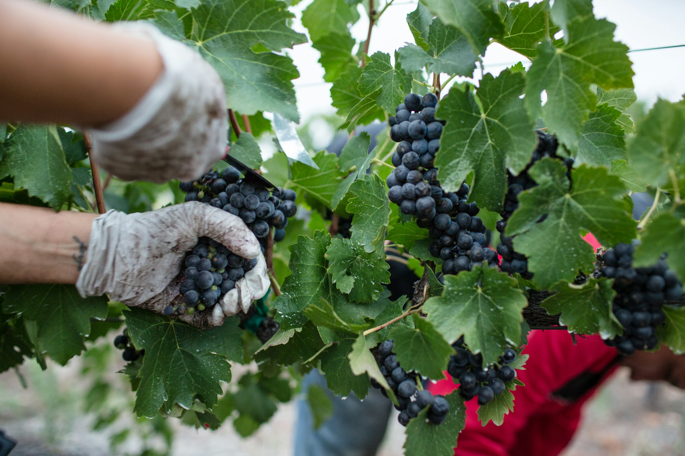 Mains tenant des grappes de raisin pendant les vendanges